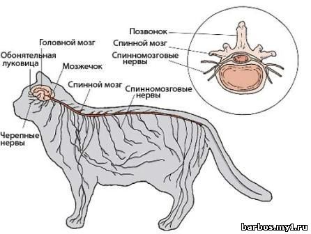 нервная система кошки