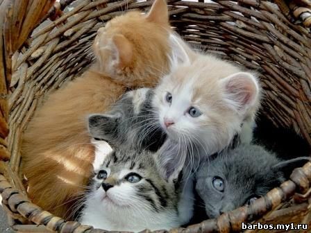 ПРИОБРЕТЕНИЕ КОШКИ