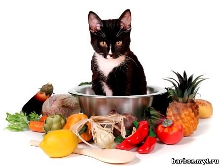 РАЦИОН КОТЕНКА