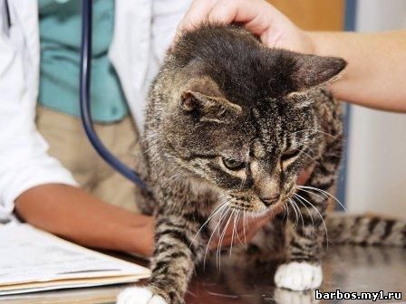 УХОД ЗА БОЛЬНОЙ КОШКОЙ
