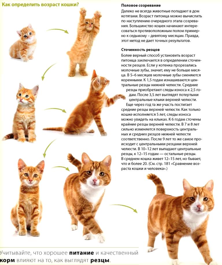Котята уход по возрасту Котята уход по возрасту