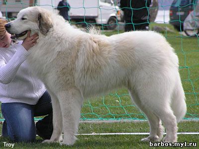 большая пиренейская собака