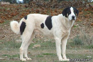 Пастушья собака Трансмонтано